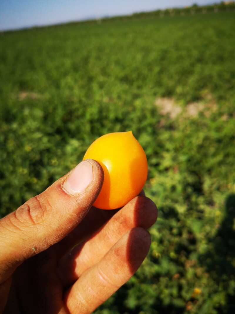 Pomodorino giallo al "Naturale" - Bio-ricci